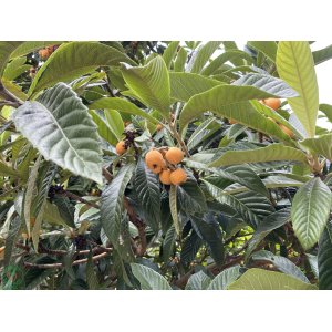 Mišpuľa japonská (Eriobotrya japonica)  - výška 90-120 cm, kont. C10L (-12°C)